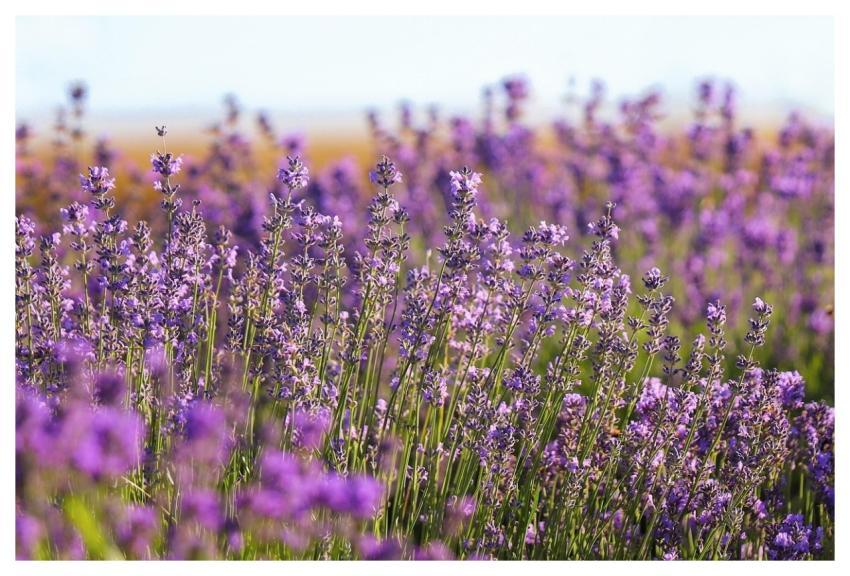 Lavender Field Purple Flowering
