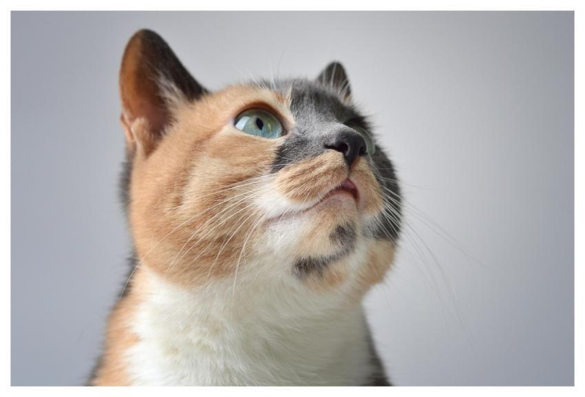 Cat Pet Calico Cat Nature