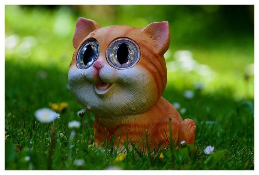 Cat Animal Meadow Cute