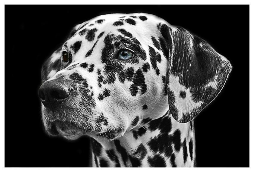 Dalmatian Dog Animal Head