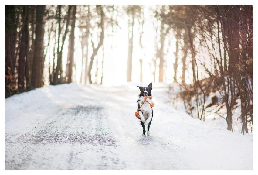 Dog Borderkolie Pet Winter