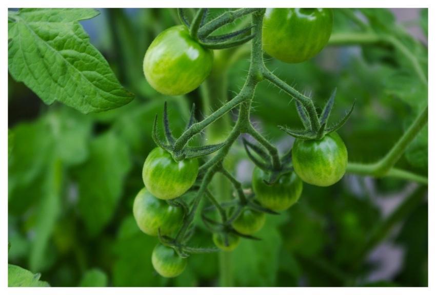 Tomato Blue Fresh Flowers