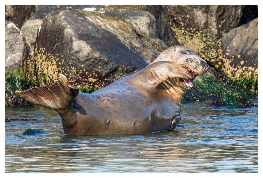 Seal Marine Mammals Predator Water