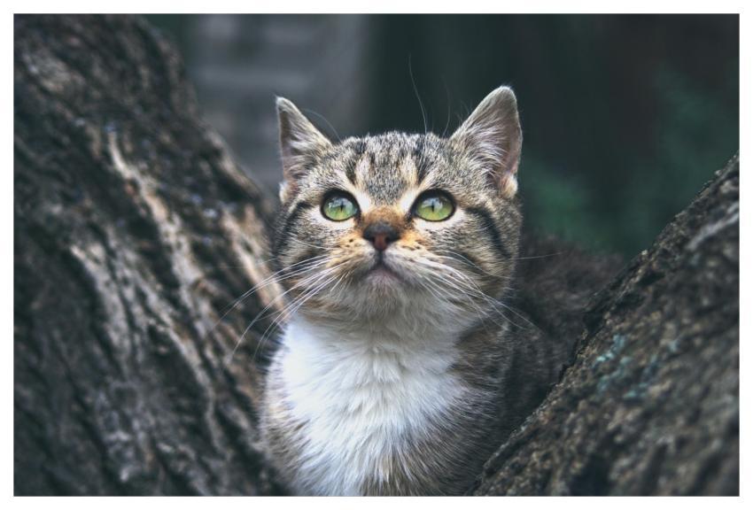 Animal Kitten Feline Mammal