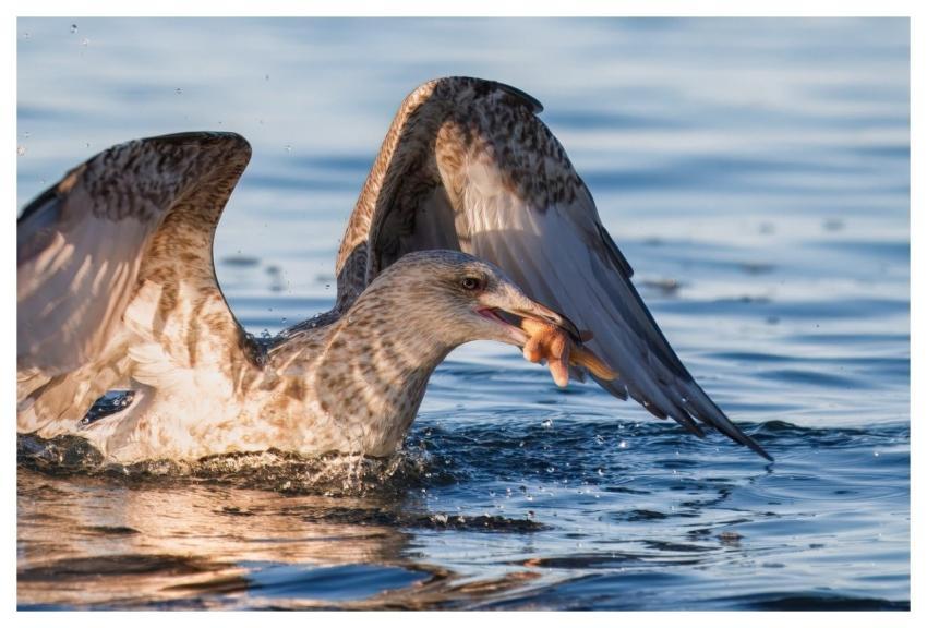 Gull Starfish Bird Sea