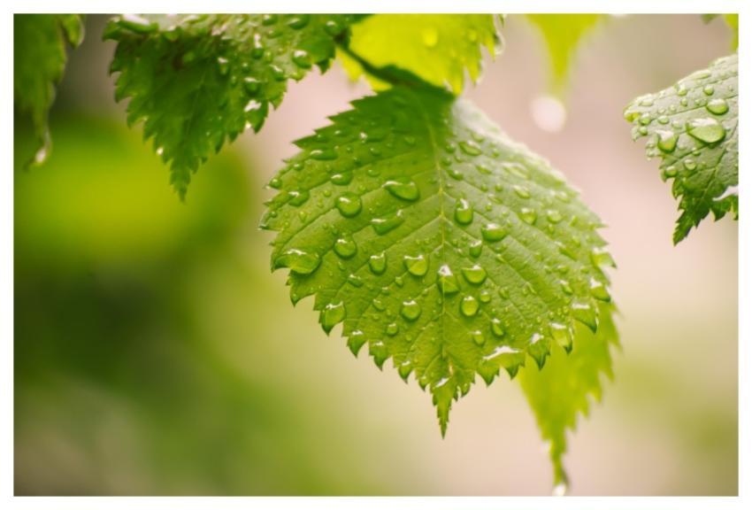Leaves Raindrops Foliage Water Drops