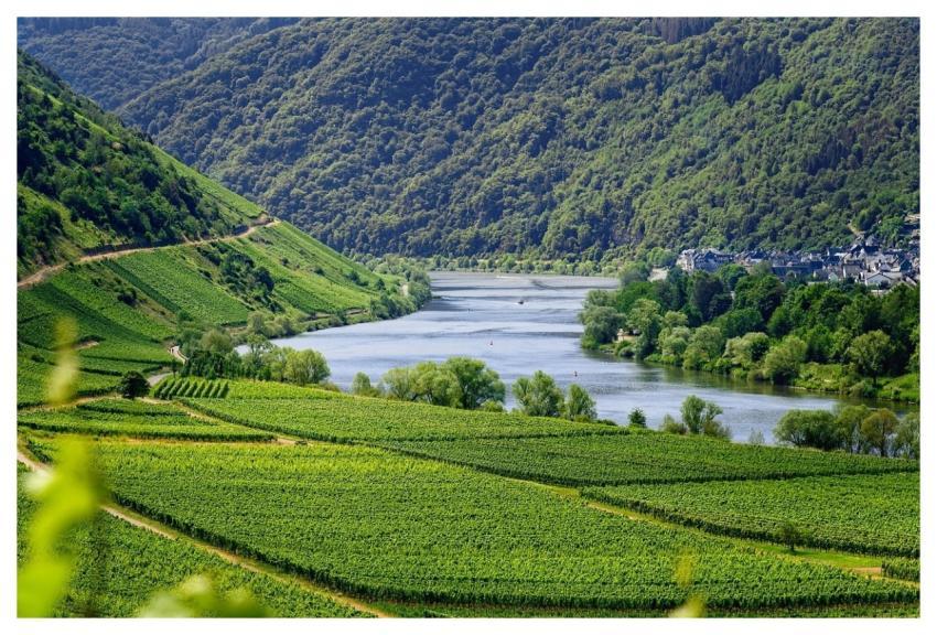 Vineyards Vines Wine Moselle