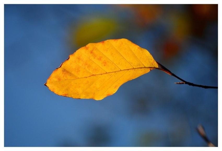 Beech Leaf Leaf Autumn Leaf Fall