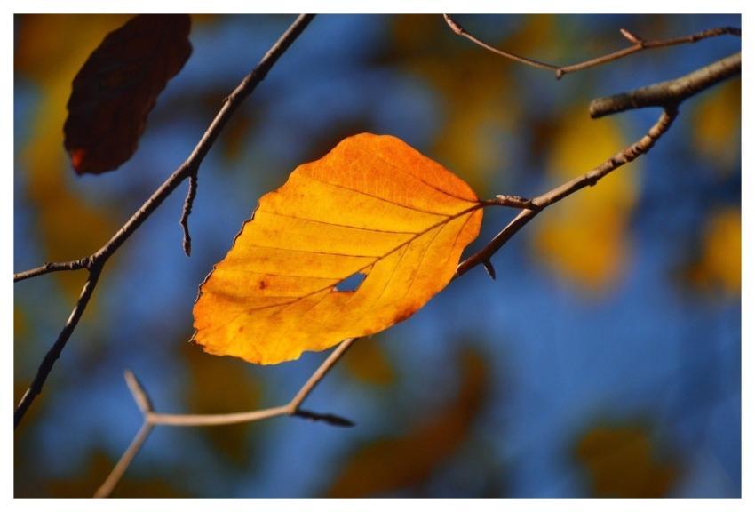 Beech Leaf Leaf Autumn Leaf Fall