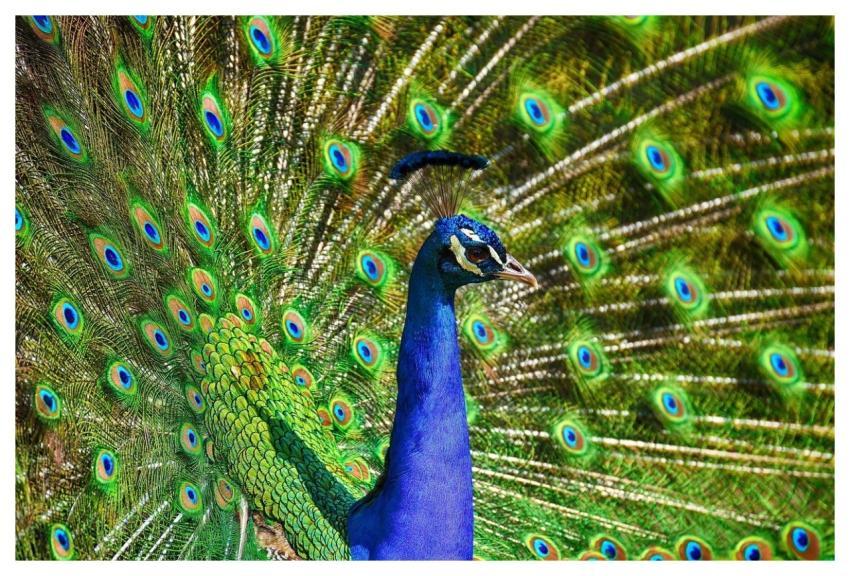 Peafowl Peacock Bird Feathers