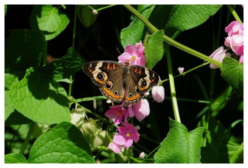 Butterfly Flower Leaf Summer