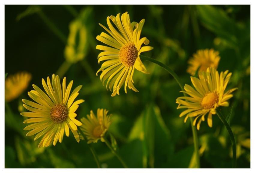 Flowers Chamomile Flower Background Flower Wallpap