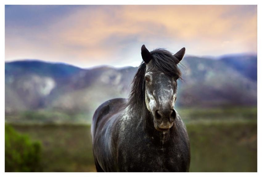 Horse Animal Outdoors Rural