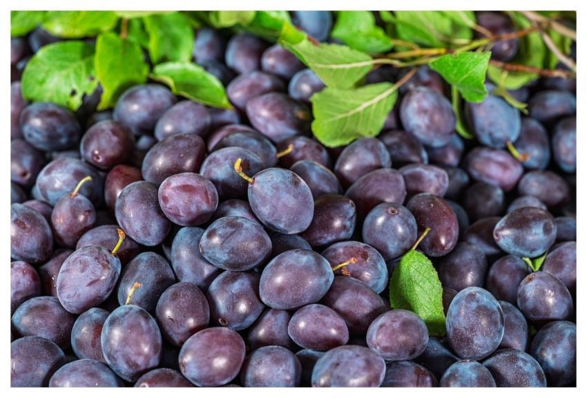 Plums Fruit Food Harvest