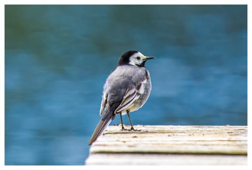 White Wagtail Bird Wildlife Songbird