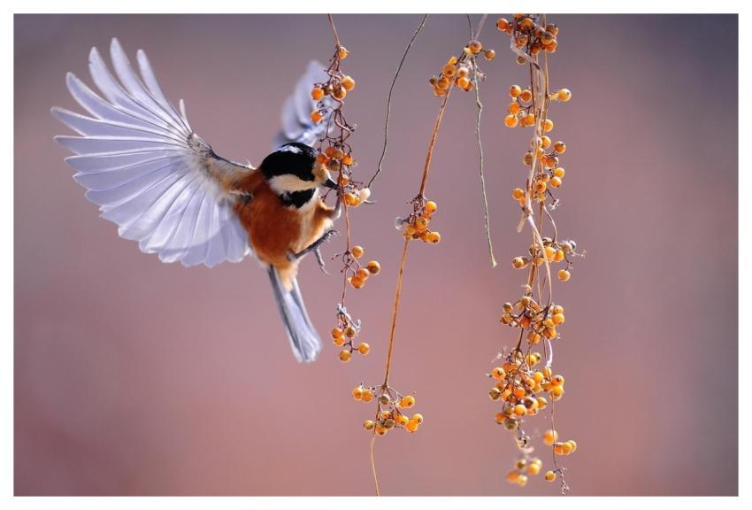 Bird Fluttering Berries Wings