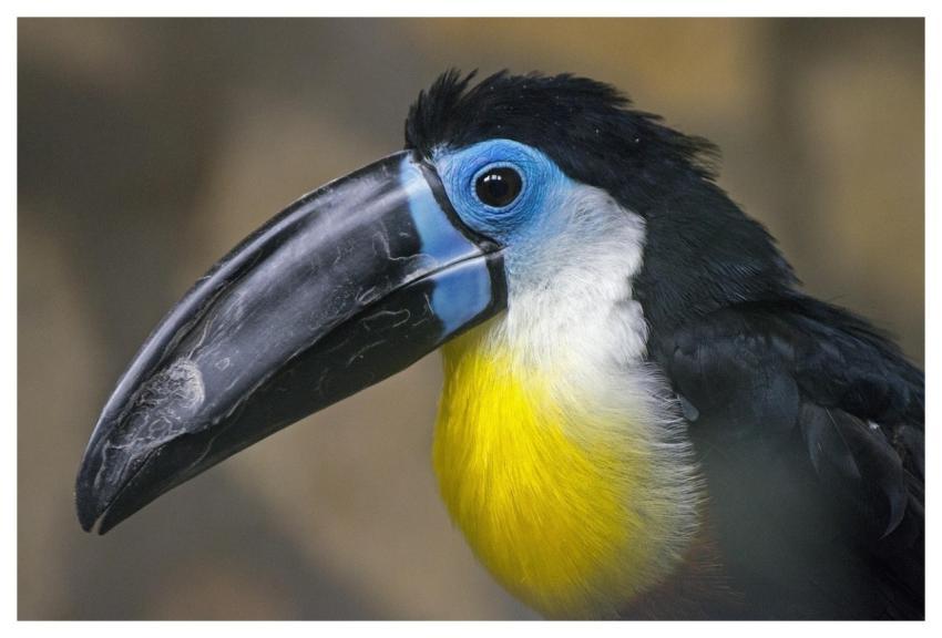 Toucan Bird Exotic Colorful