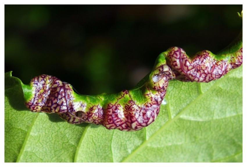 Leaf Pupation Cocoon Photosynthesis