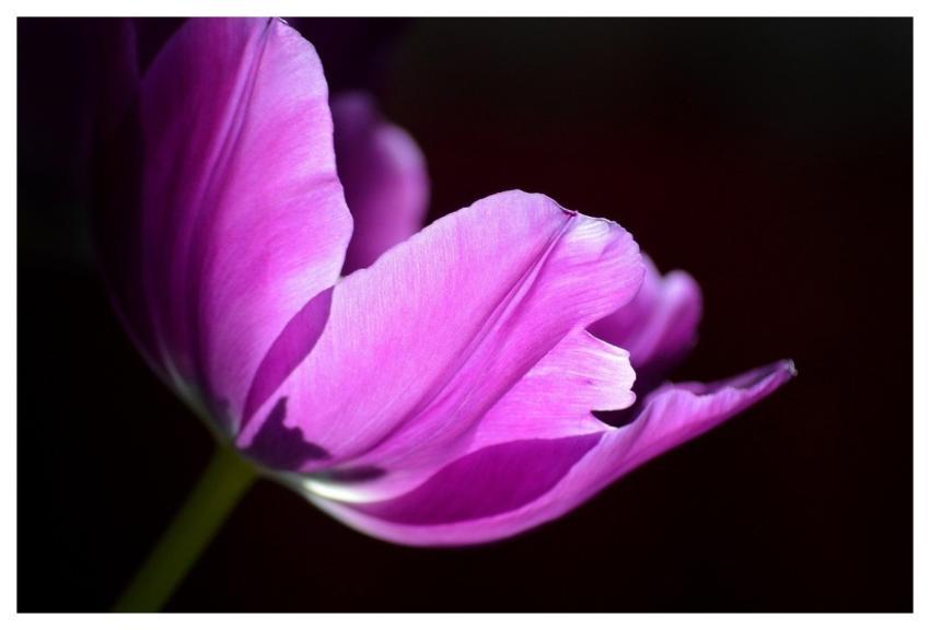 Tulip Flower Hd Background Blossom