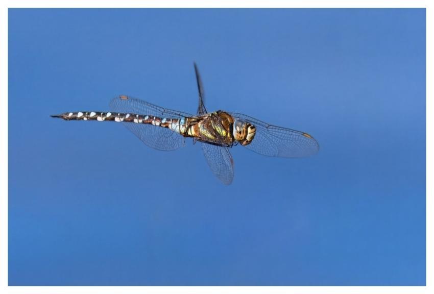 Dragon-Fly Insect Macro Entomology
