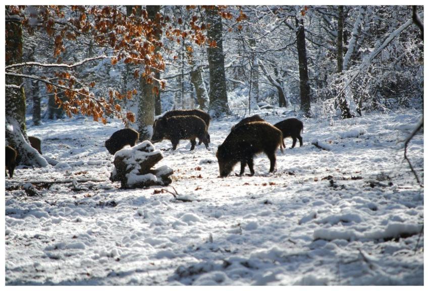 A group of wild boars foraging in a snow-covered f