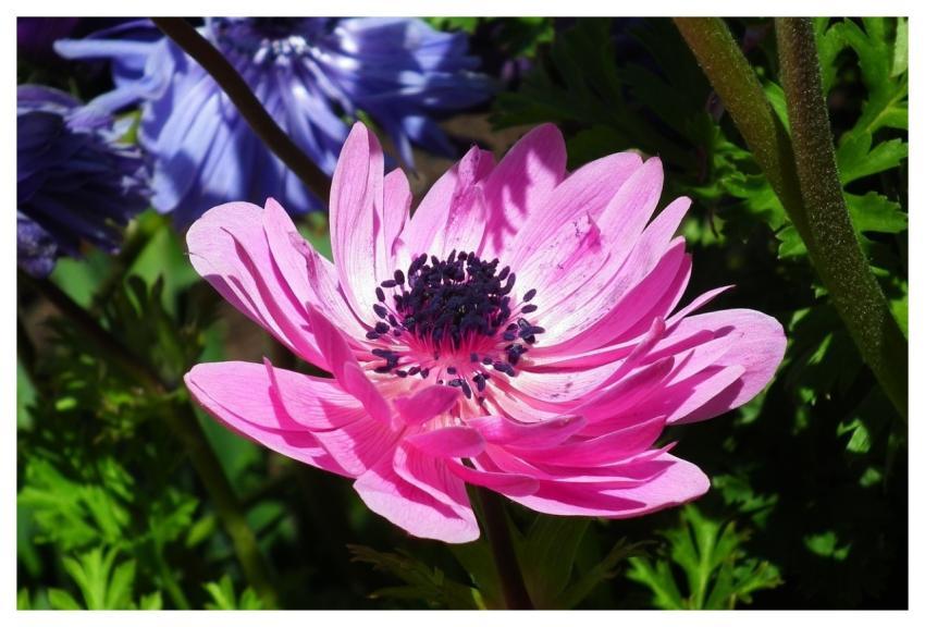 Pink Flower Plant Nature