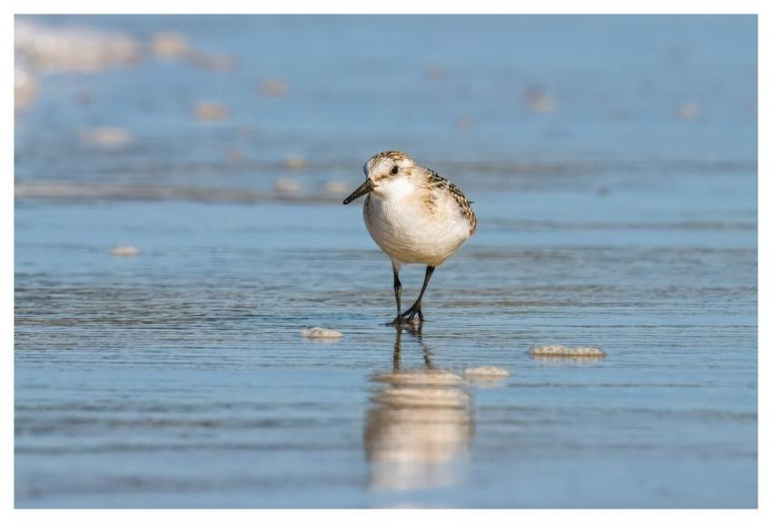 Sandpiper Bird Beach Wildlife
