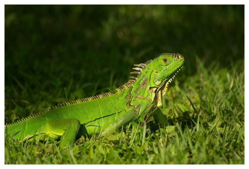 Iguana Lizard Reptile Wildlife