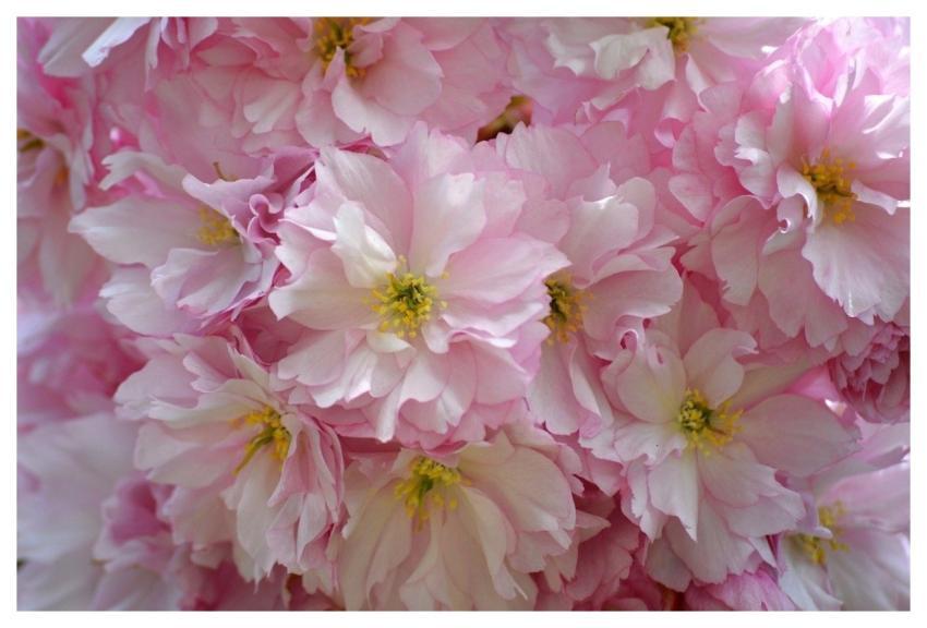 Flowers Japanese Cherry Blossoms Cherry Blossoms B