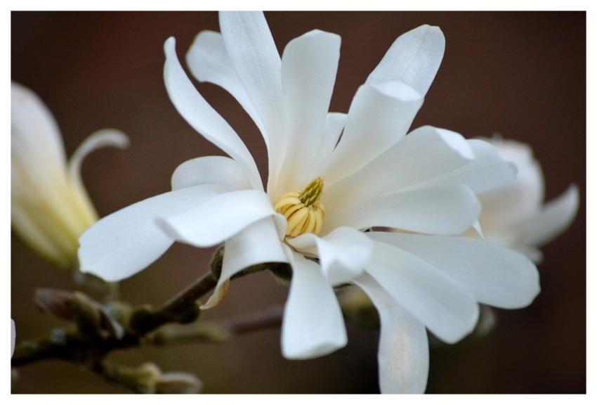 Star Magnolia Bud Magnolias Branch