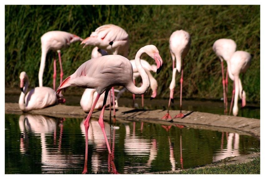 Nature Bird Animal Pink