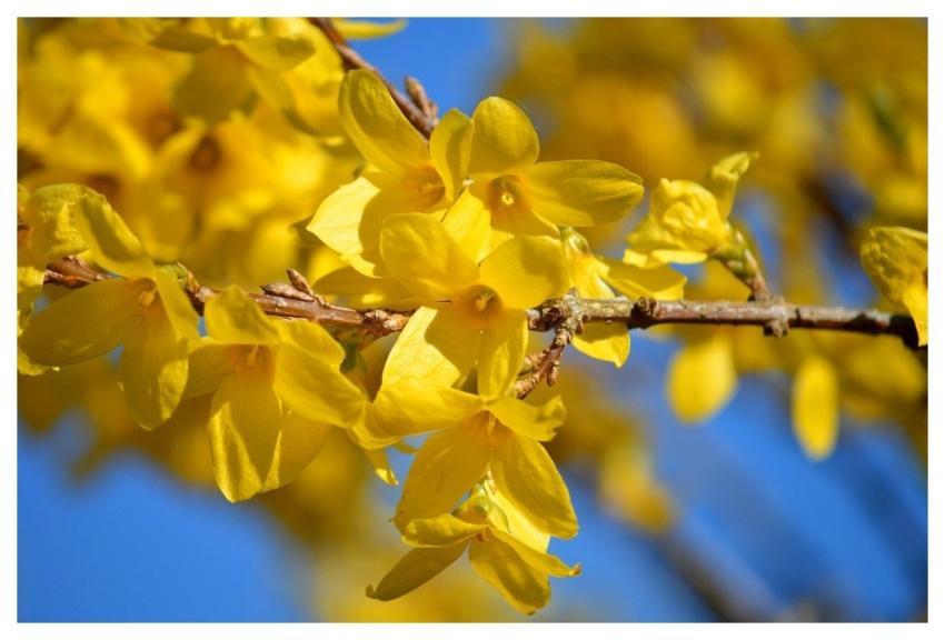 Forsythia Spring Flowers Spring Flower