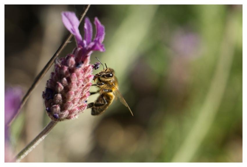 Bee Flower Flower Wallpaper Flower Background