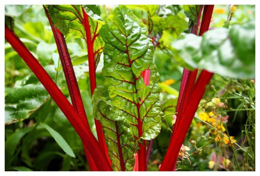 Chard Green Leafy Vegetables Vegetables