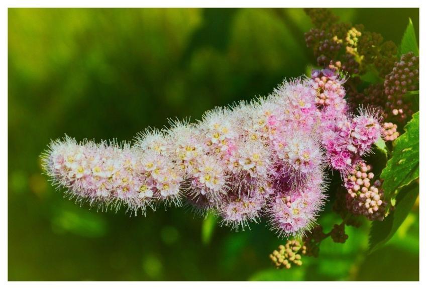 Flower Blooming Botany Nature