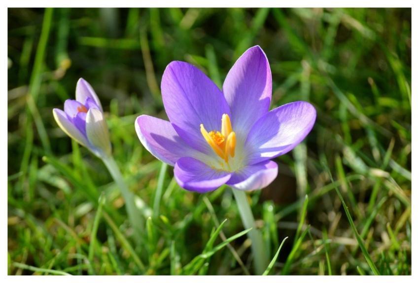 Crocuses Crocus Flowers Flower Blossoms
