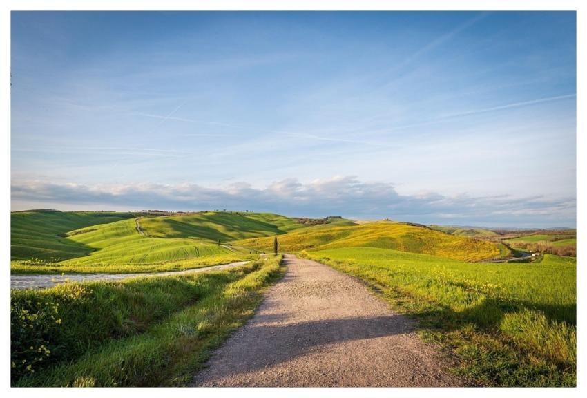 Barley Fields Barley Canola Flowers Travel