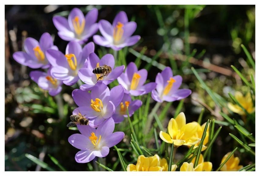 Crocus Bee Purple Yellow