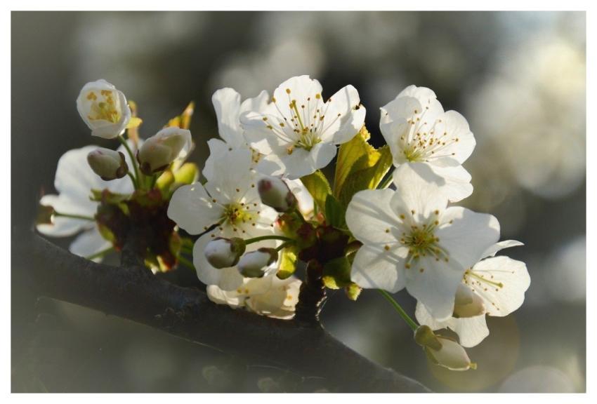 Flowers Cherry Blooming Botany