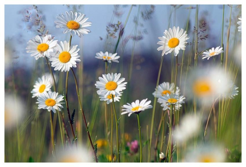 Chamomile Flower Wallpaper Flowers Flower Backgrou