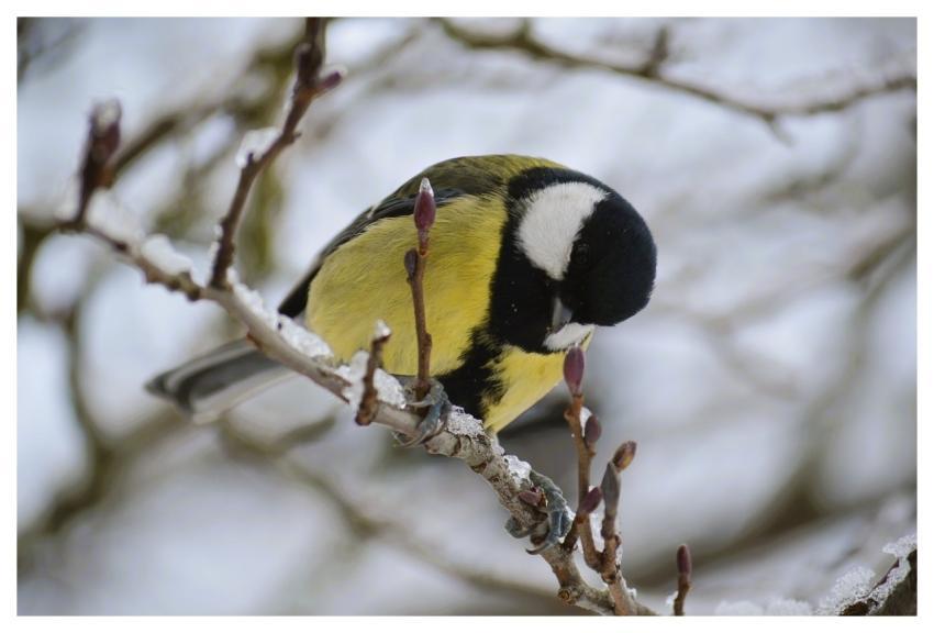 Great Tit Winter Branch Bird