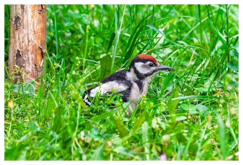 Green Woodpecker Woodpecker Bird Animal