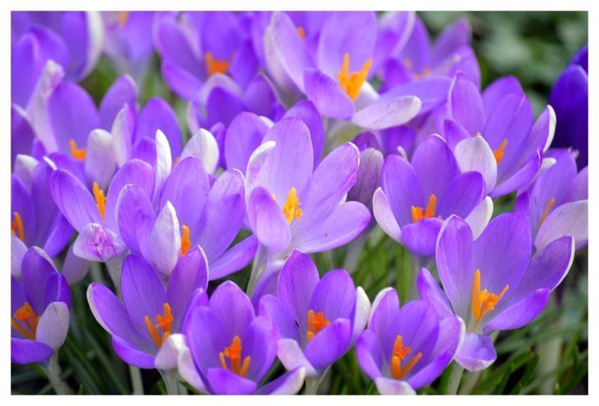 Crocuses Flower Blossoms Spring Flowers
