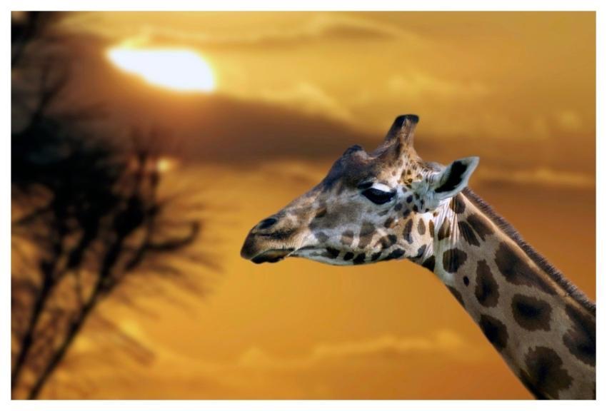 Savana Nature Animal Adventure