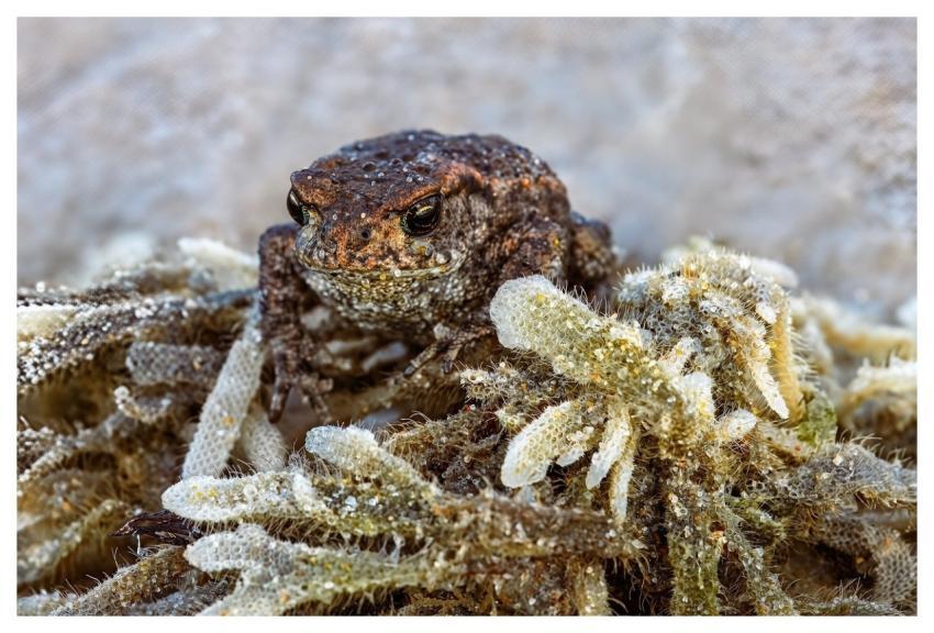 Toad Amphibian Animal Wildlife