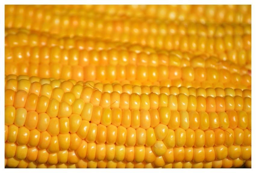 Corn Corn On The Cob Vegetables Yellow
