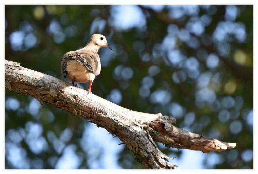 Dove Bird Nature Hd Wallpaper