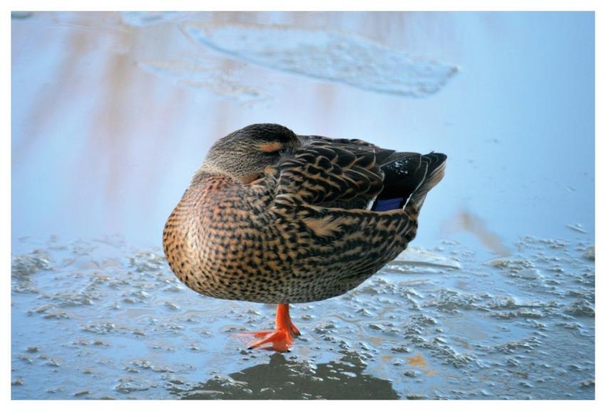 Duck Mallard Duck Pond Bird