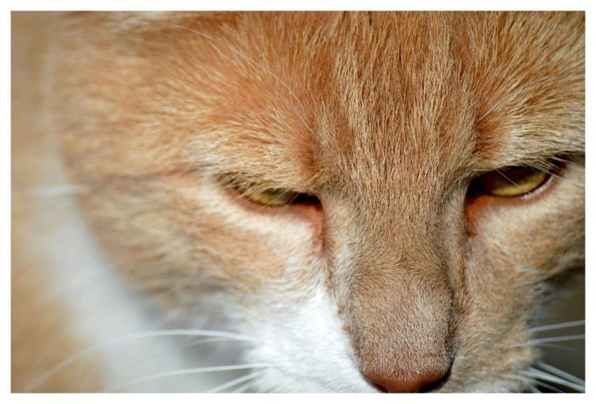 Cat Domestic Cat Animal Wildlife