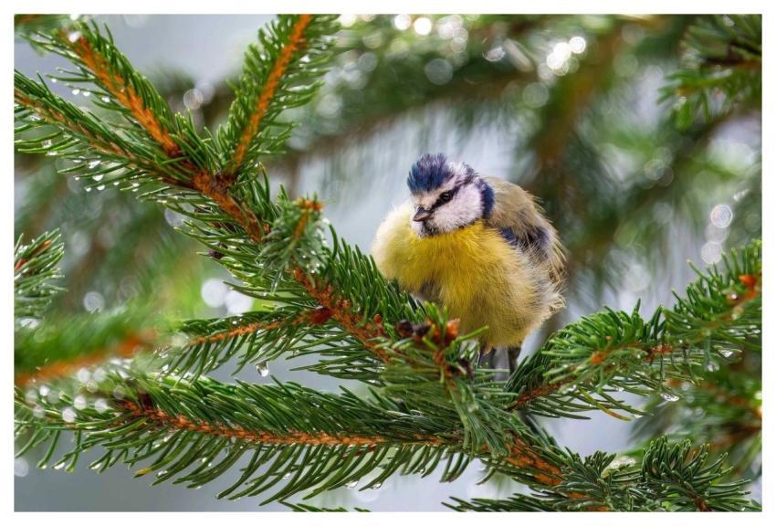 Tit Bird Wildlife Ornithology